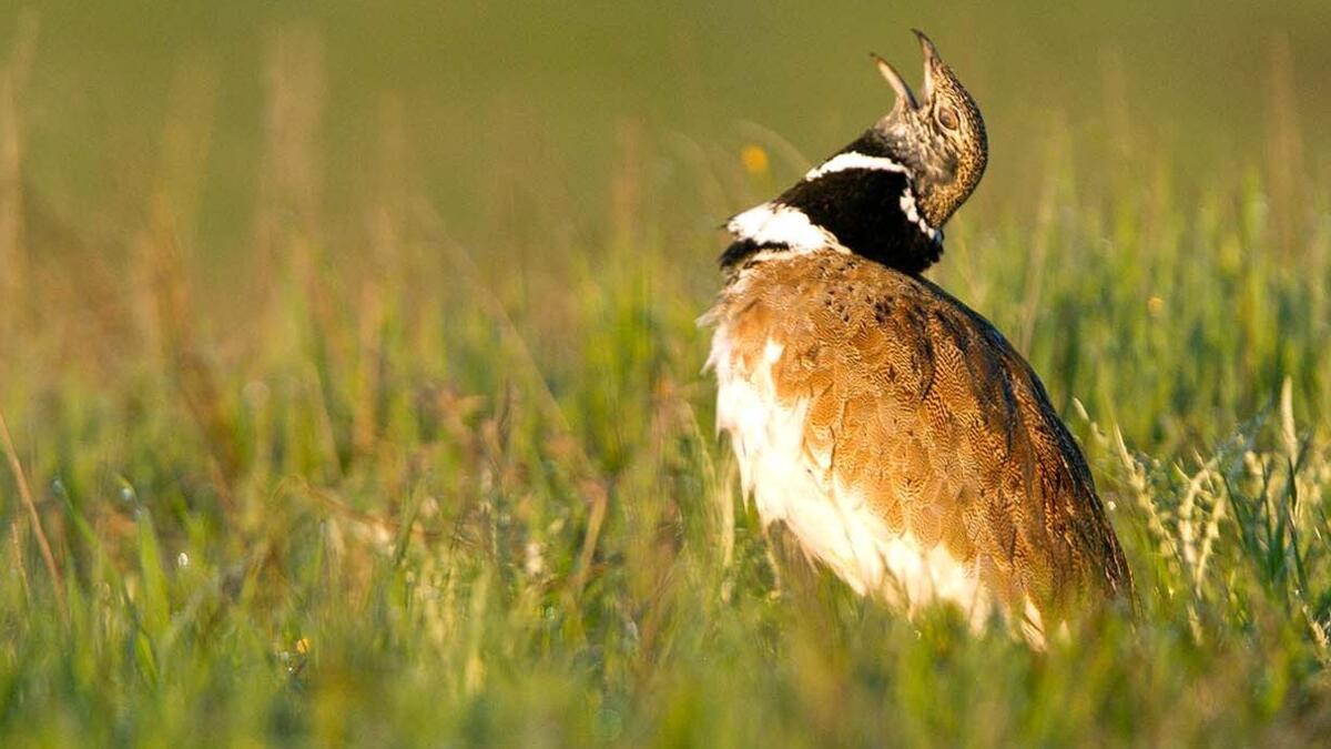 Little bustard is at risk of extinction in Portugal