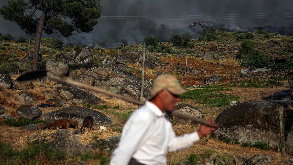 Devastating Fire in Trancoso Wipes Out Chestnut Production and Livestock: "This Year I Will Have Nothing"