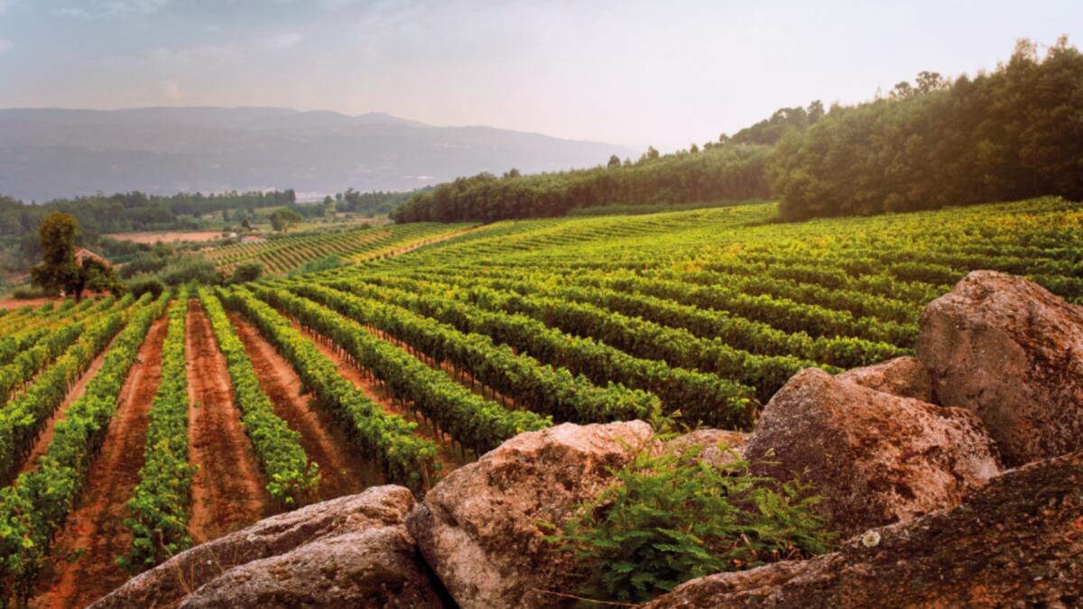 Do vinho do Dão à gastronomia algarvia: 5 sugestões de lazer