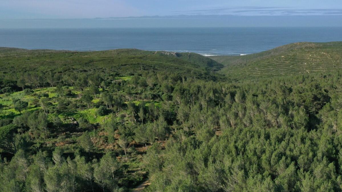 Featured image for Cascais Announces €30M Land Acquisition for Major Urban Park and Public Housing, Ending Speculation