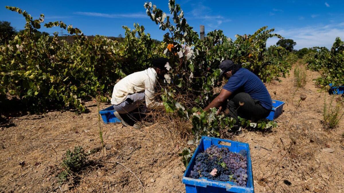 Immigrants help to mitigate the signs of an ageing country