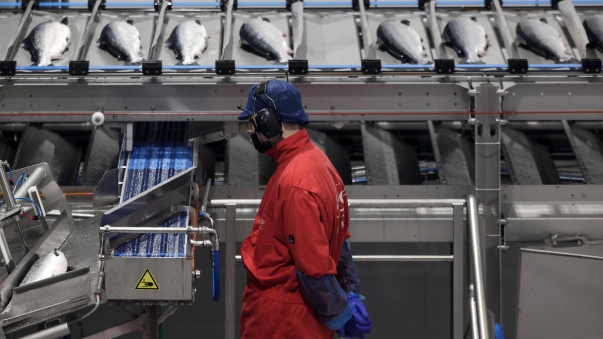 A orgulhosa travessia do salmão norueguês até às mesas portuguesas