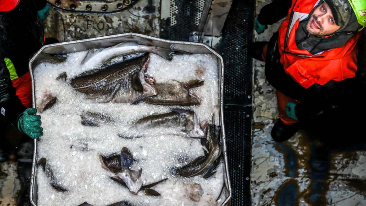 Portugueses comem 16 quilos de bacalhau por ano