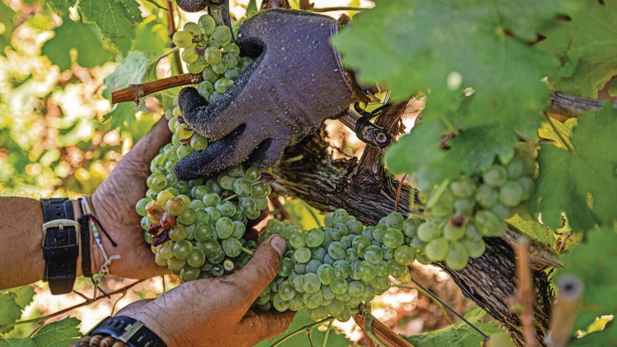 Vila Verde retoma Rota das Colheitas para promovero mundo rural
