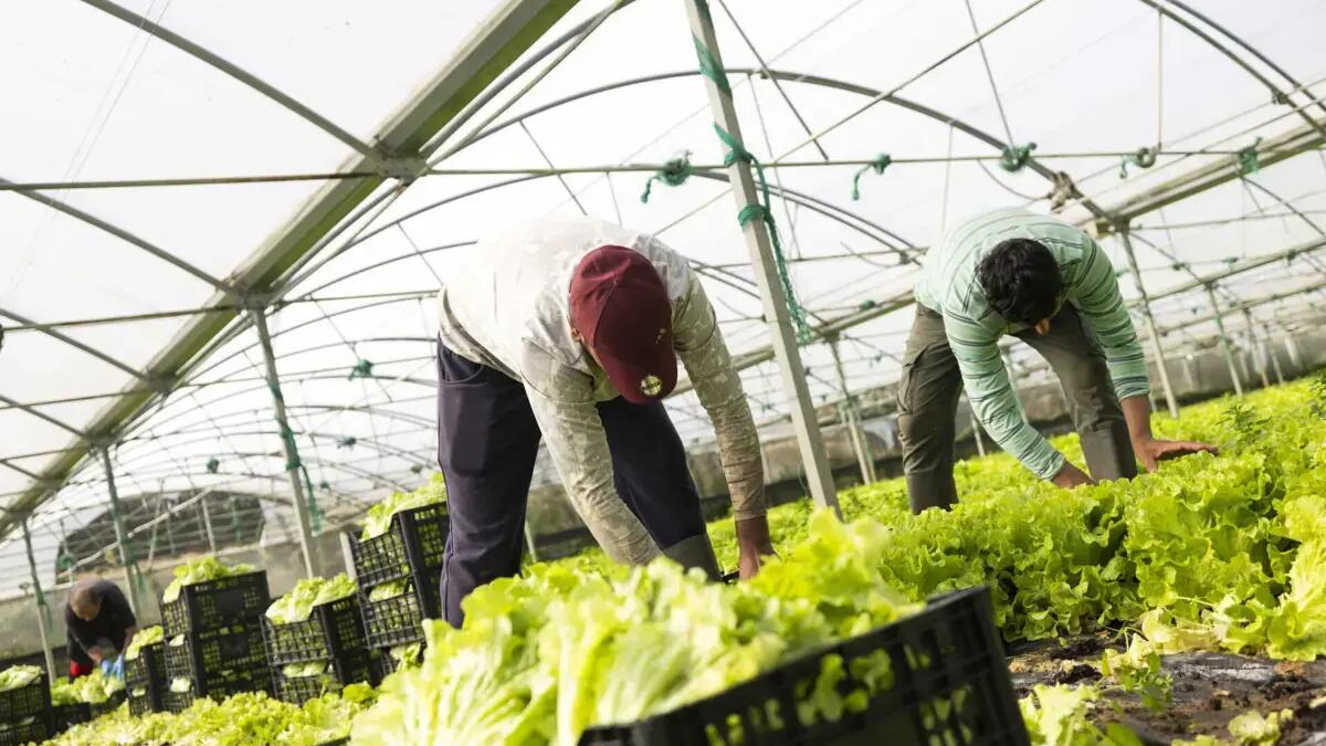 Migrants working in agriculture face higher risks of human trafficking in Portugal