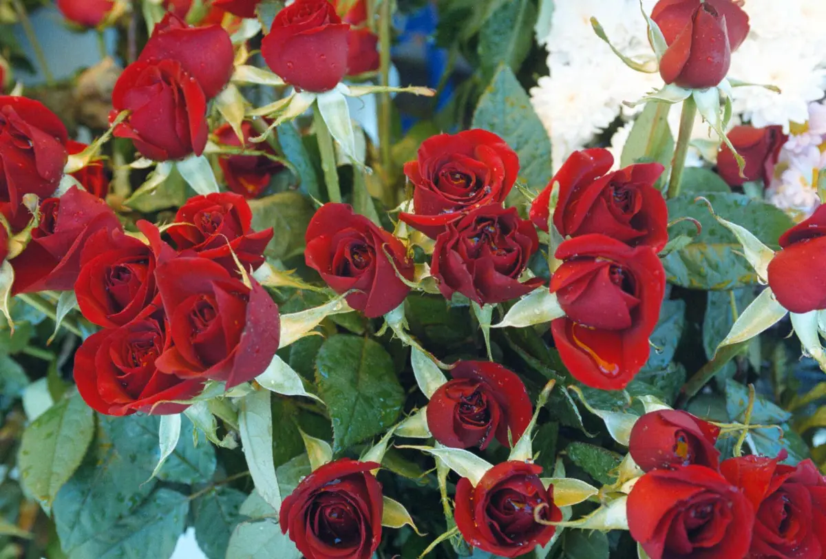 Suspeito tem 35 anos