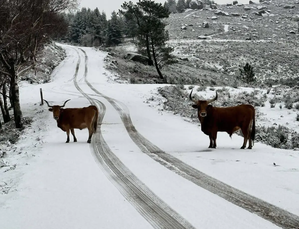 Também há registo de queda de neve em Ponte de Lima