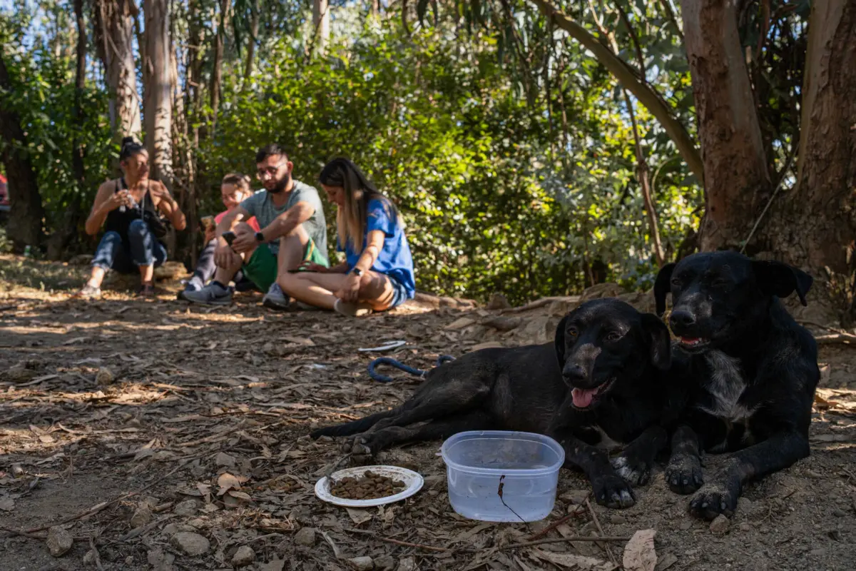 Não foi a primeira intervenção das autoridades naquele local, que tem sido alvo de denúncias desde 2019 e que, há dois anos, teve jaulas demolidas por ordem da autarquia