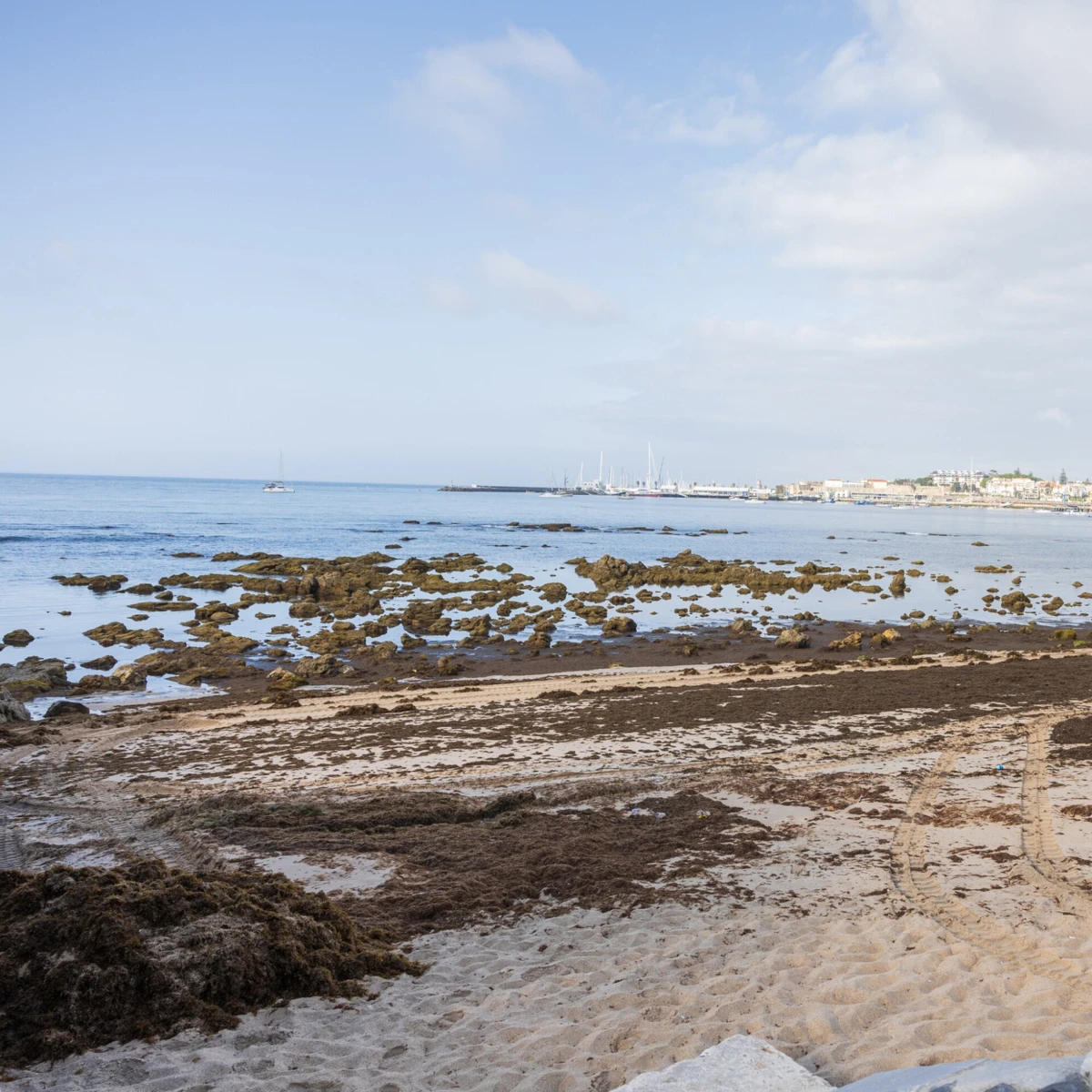 Macroalga invasora asiática atingiu praias de Cascais