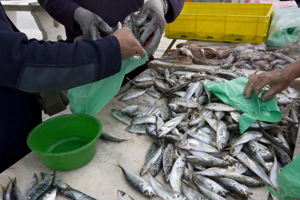Uma das principais infrações foi a falta de comunicação prévia da atividade