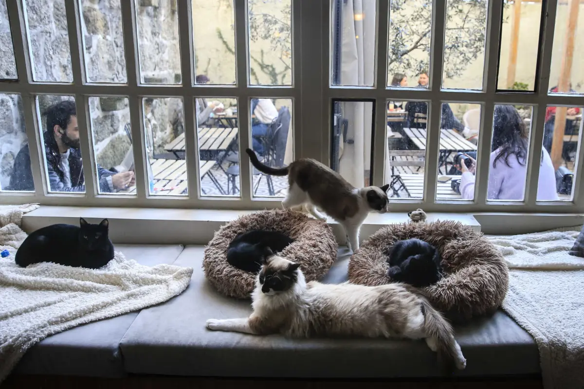 Maior parte das transições de hospedeiros foram inferidas como sendo de pessoas para animais