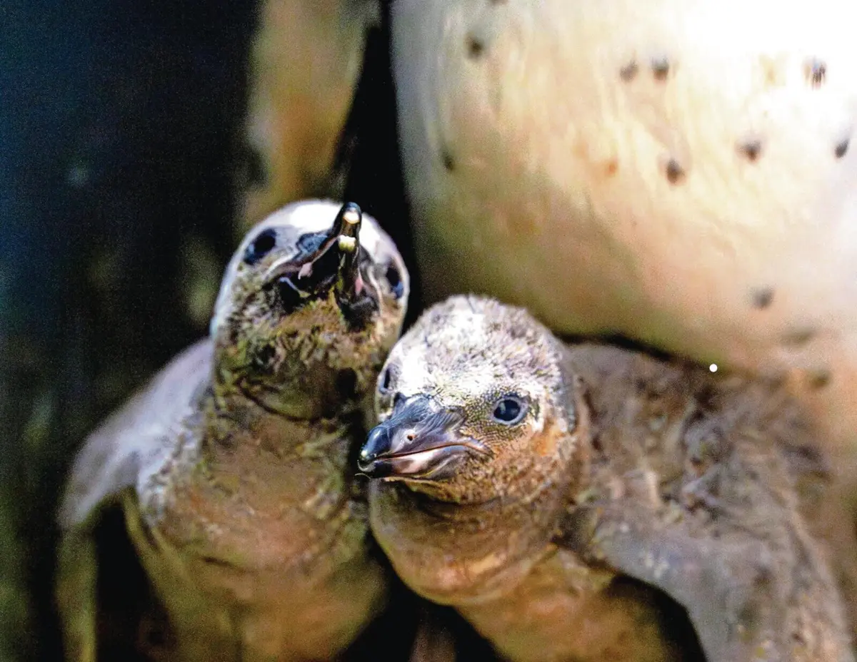 Pinguins-de-Humboldt