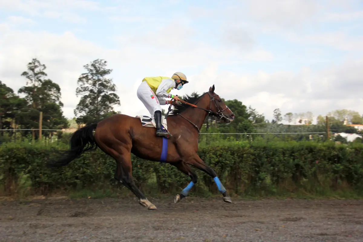 Imagem de contexto do artigo Feira de equitação anima Hipódromo Municipal da Maia