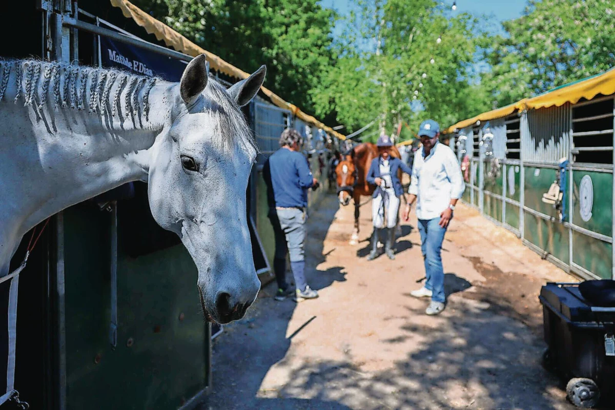 Cada cavalo tem, em média, cinco pessoas associadas nos dias de feira