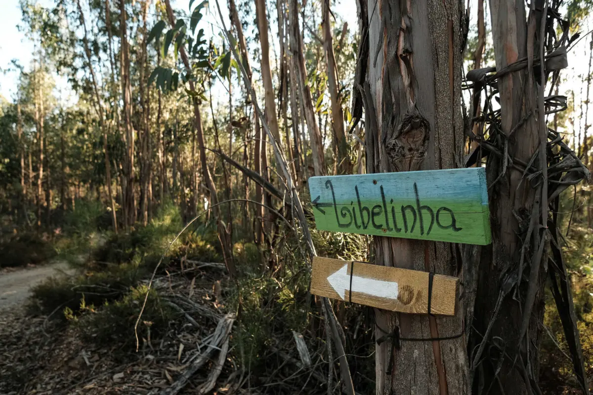 Homicídio foi cometido na floresta