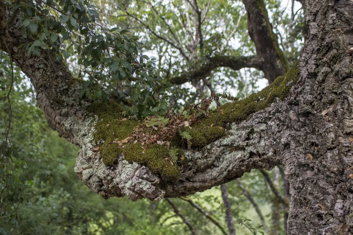 Árvores vão ser abatidas na União de Freguesias de Bougado (São Martinho e Santiago)