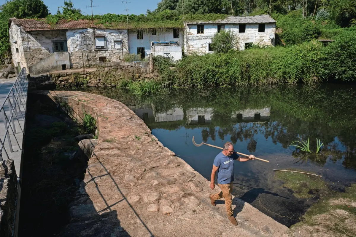 Na zona de Alvura, em Milheirós, apareceram vários animais mortos nas margens