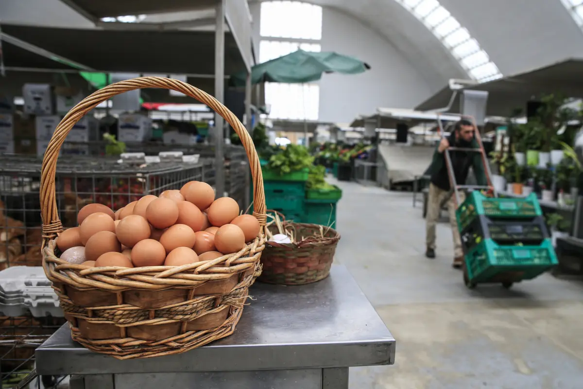 "Os ovos frescos têm menos colesterol do que os ovos comprados em lojas", diz a empresa "Rent the Chicken", que aluga galinhas