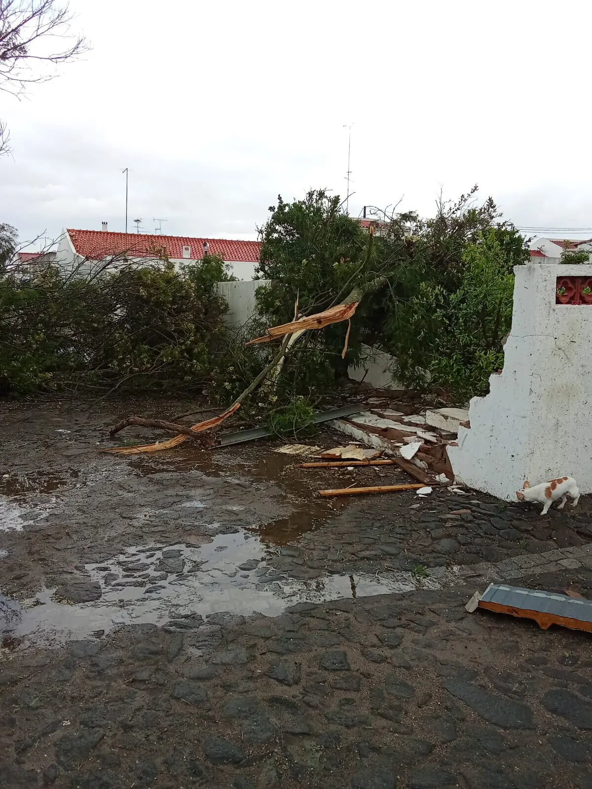 Fenómeno de vento forte deixou rasto de destruição em aldeia de Beja