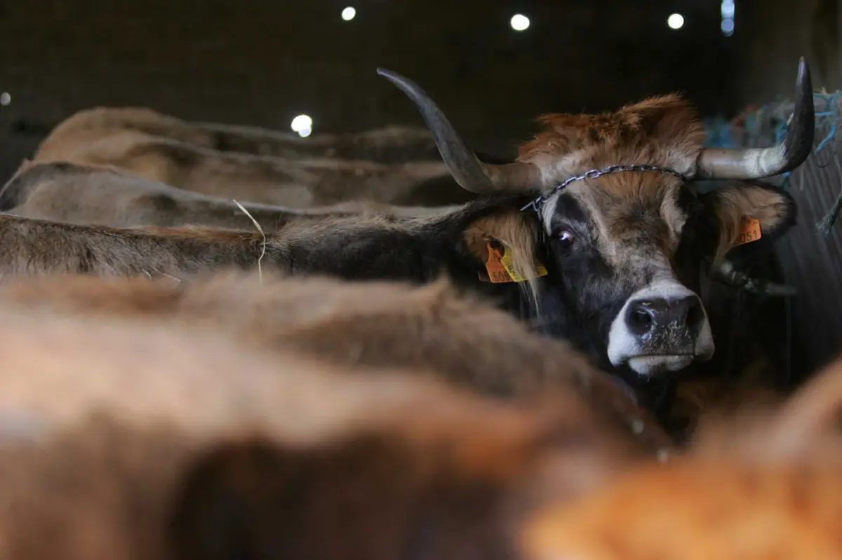 Imagem de contexto do artigo Mais de 30 casos de doença viral de ruminantes em Trás-os-Montes