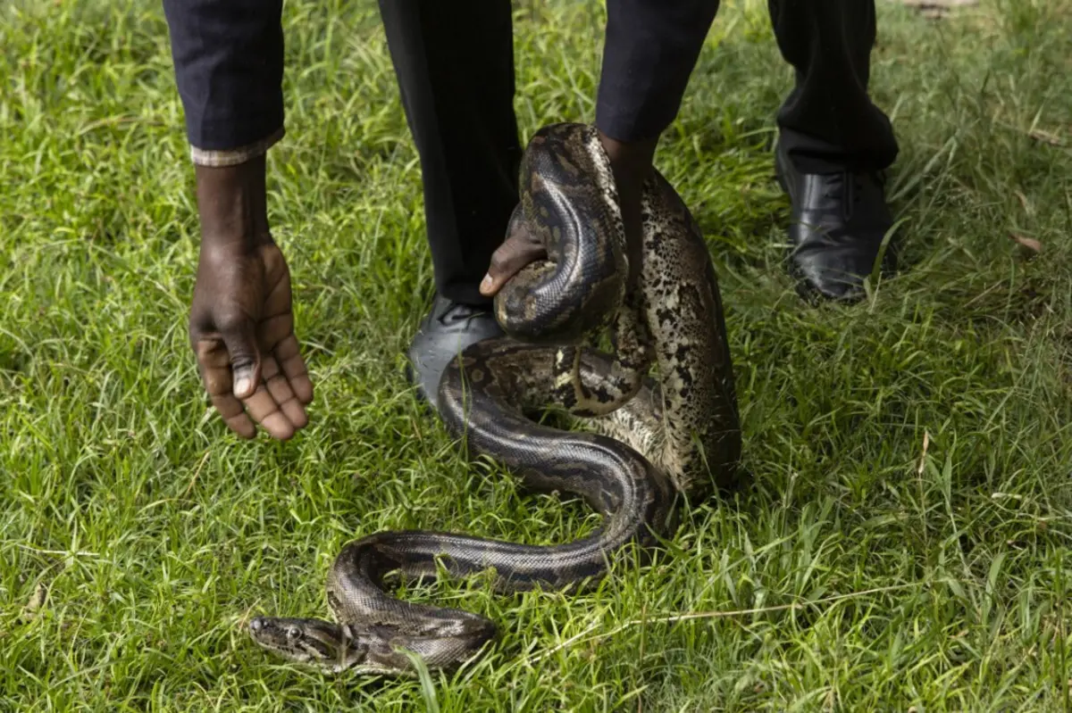 Incidentes deste tipo são raros, mas várias pessoas morreram na Indonésia nos últimos anos depois de terem sido engolidas por pitões