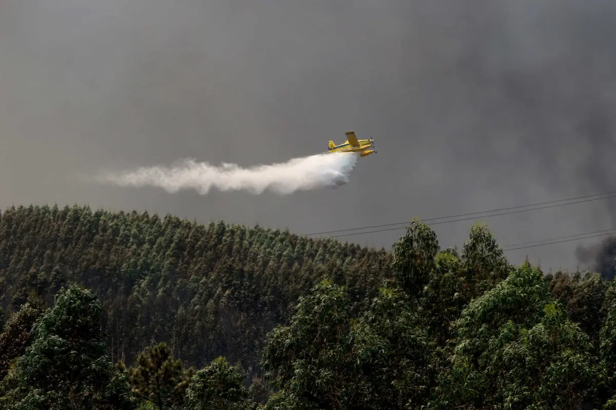 Imagem de contexto do artigo Suspeito de causar incêndio em Góis quis alertar para falta de limpeza da floresta