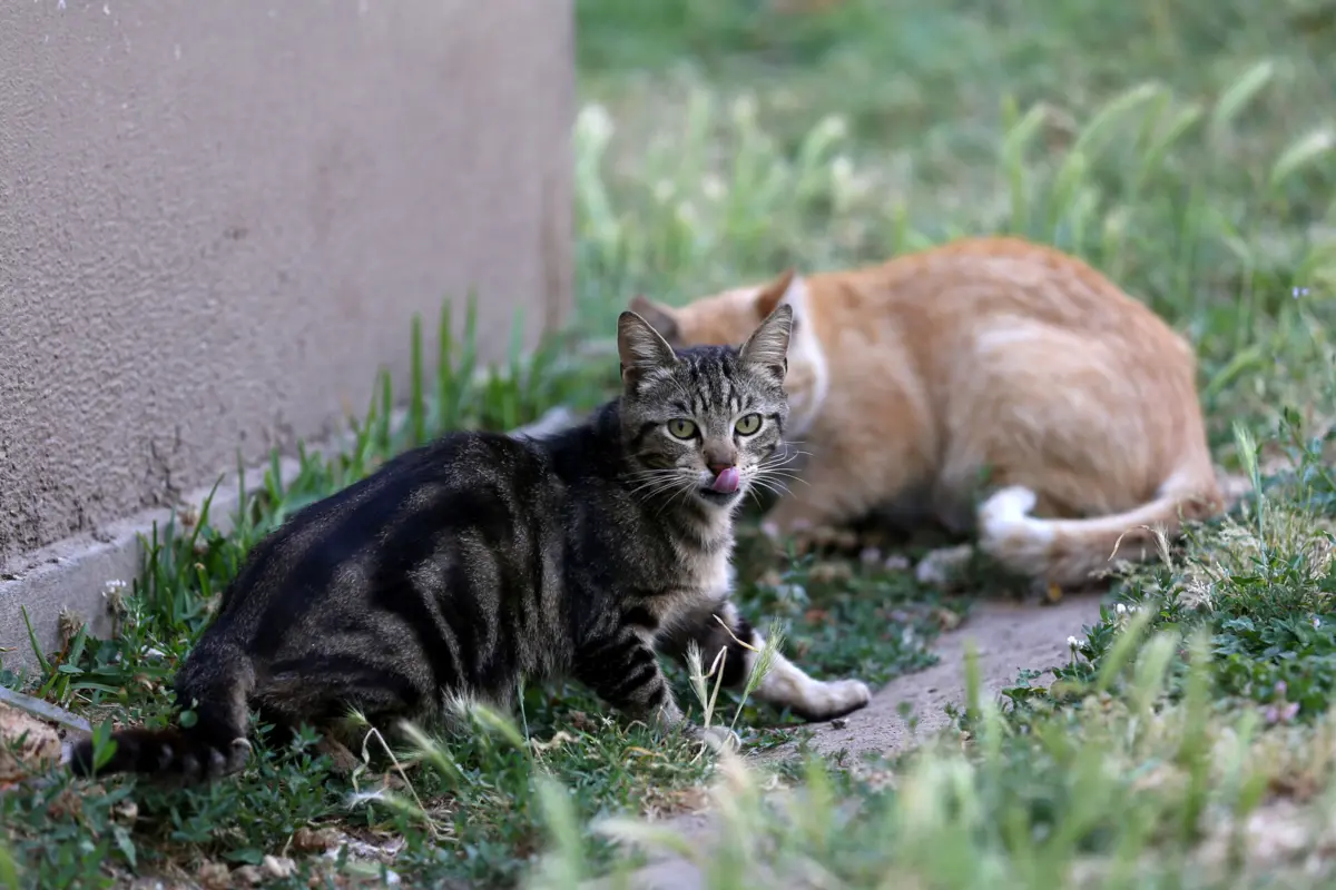 Imagem de contexto do artigo Autoridades estão a investigar raptos de gatos no Barreiro