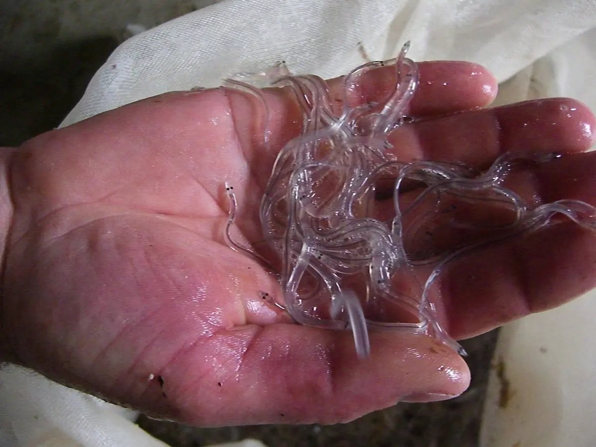 Homem está acusado de capturar ilegalmente espécie protegida