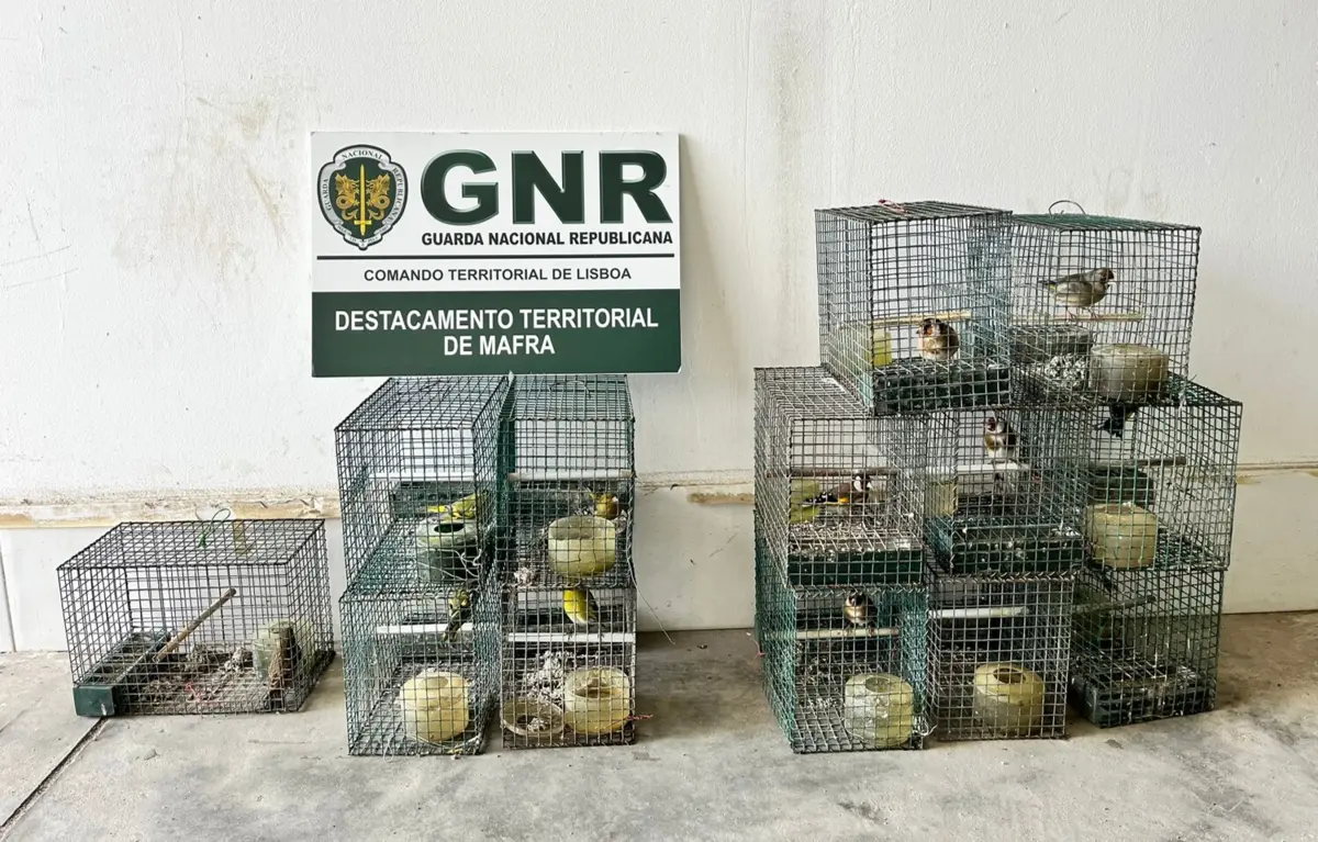 Militares do SEPNA apreenderam gaiolas e resgataram 13 aves