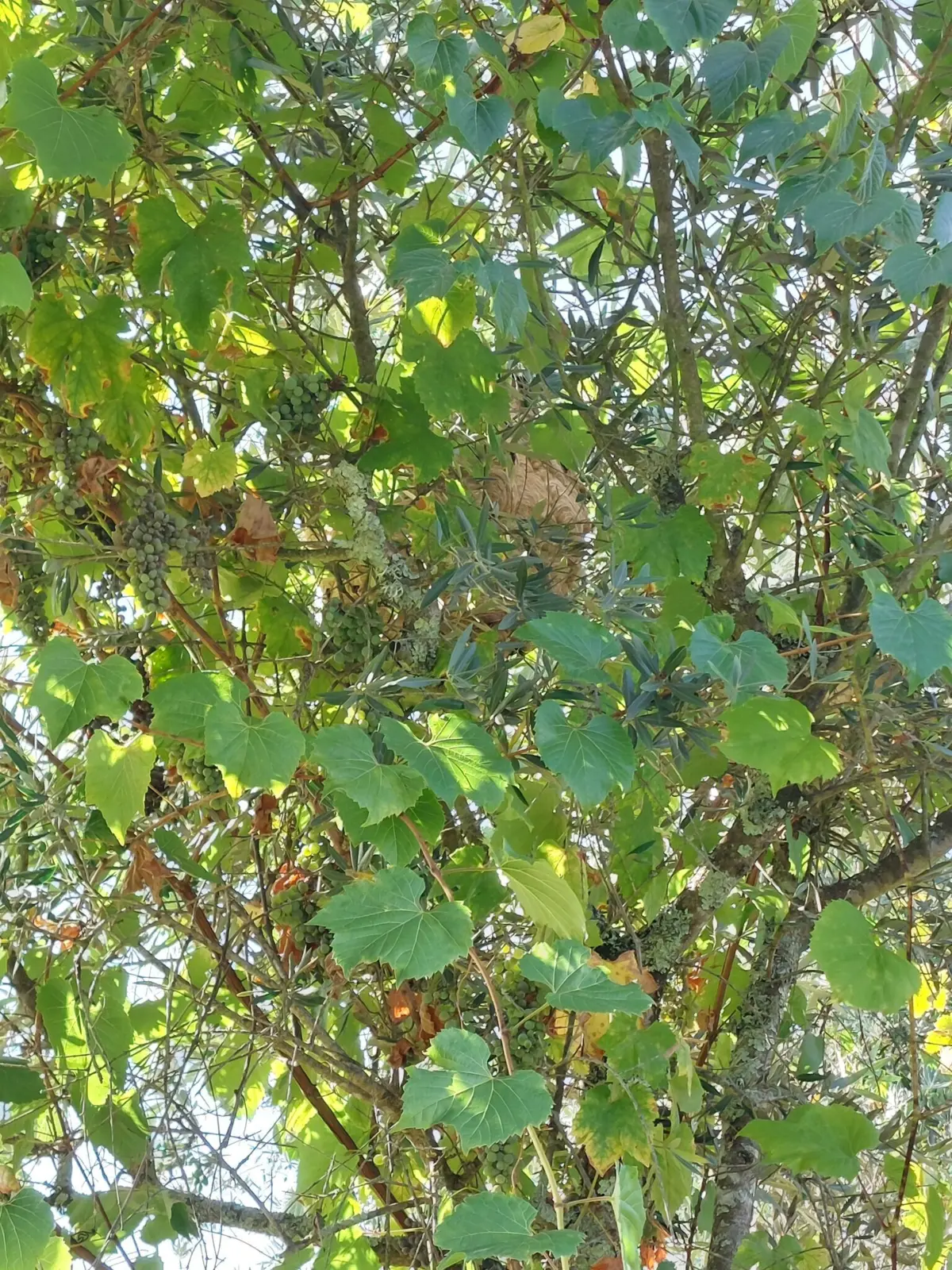 Ninho não estava identificado nem registado na plataforma SOS Vespa