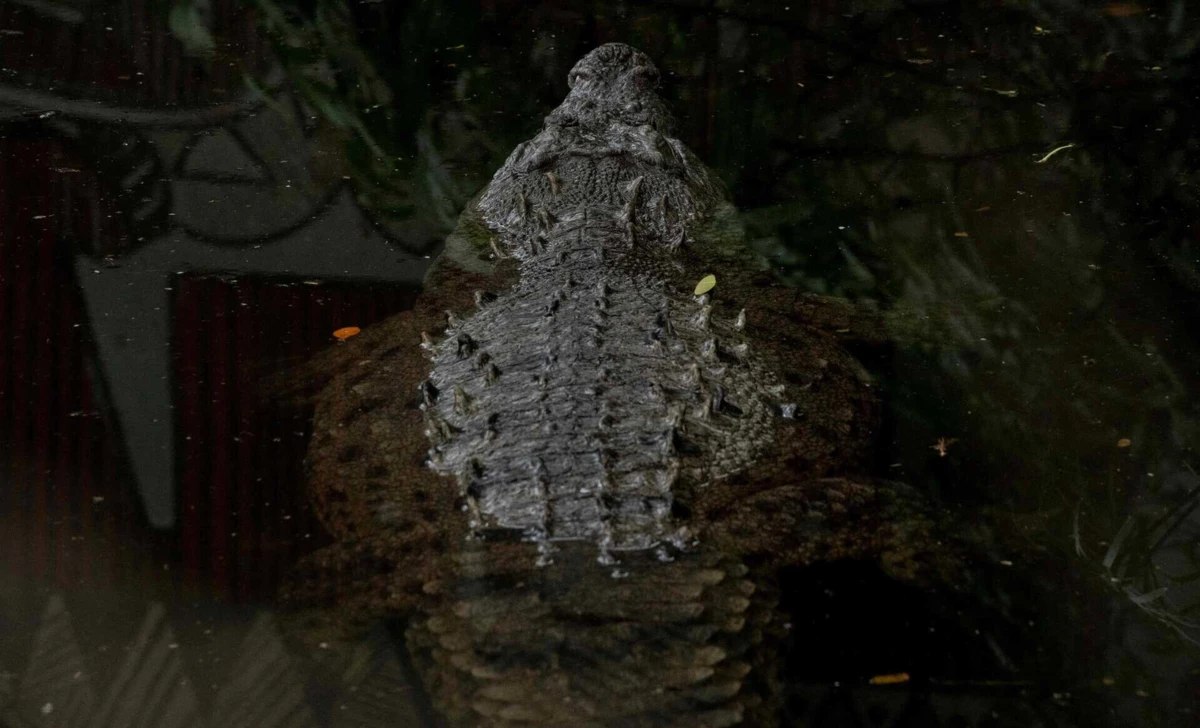 A polícia encontrou restos mortais com ferimentos consistentes com um ataque de crocodilo