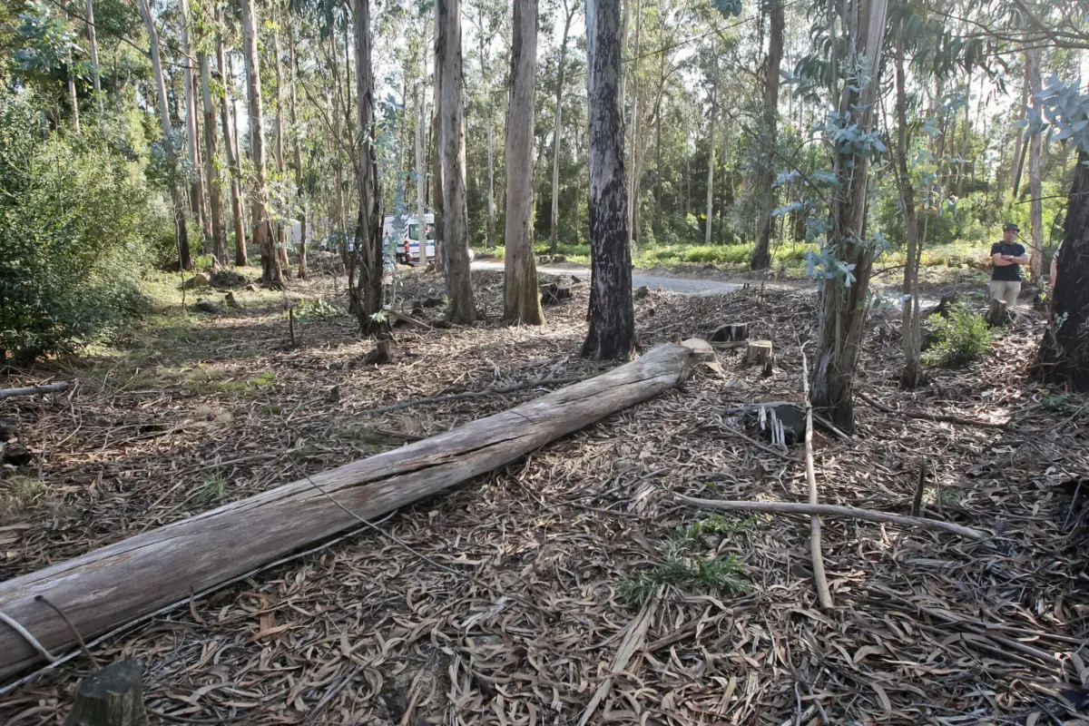 Eucaliptos a cortar eram de terreno contíguo ao municipal