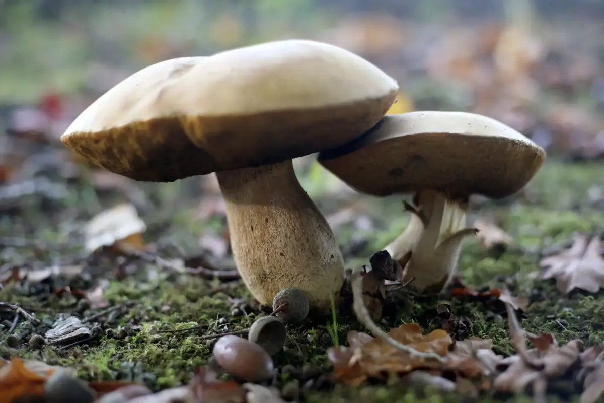 A Cuga, antiga Varandas do Sousa, é a maior produtora nacional de cogumelos frescos