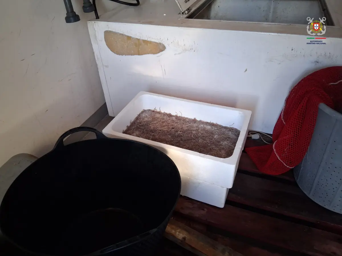 Meixão apreendido no valor de 40 mil euros