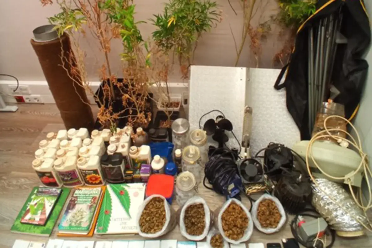 Imagem de contexto do artigo Desmantelada estufa de produção de canábis em Ponte de Lima