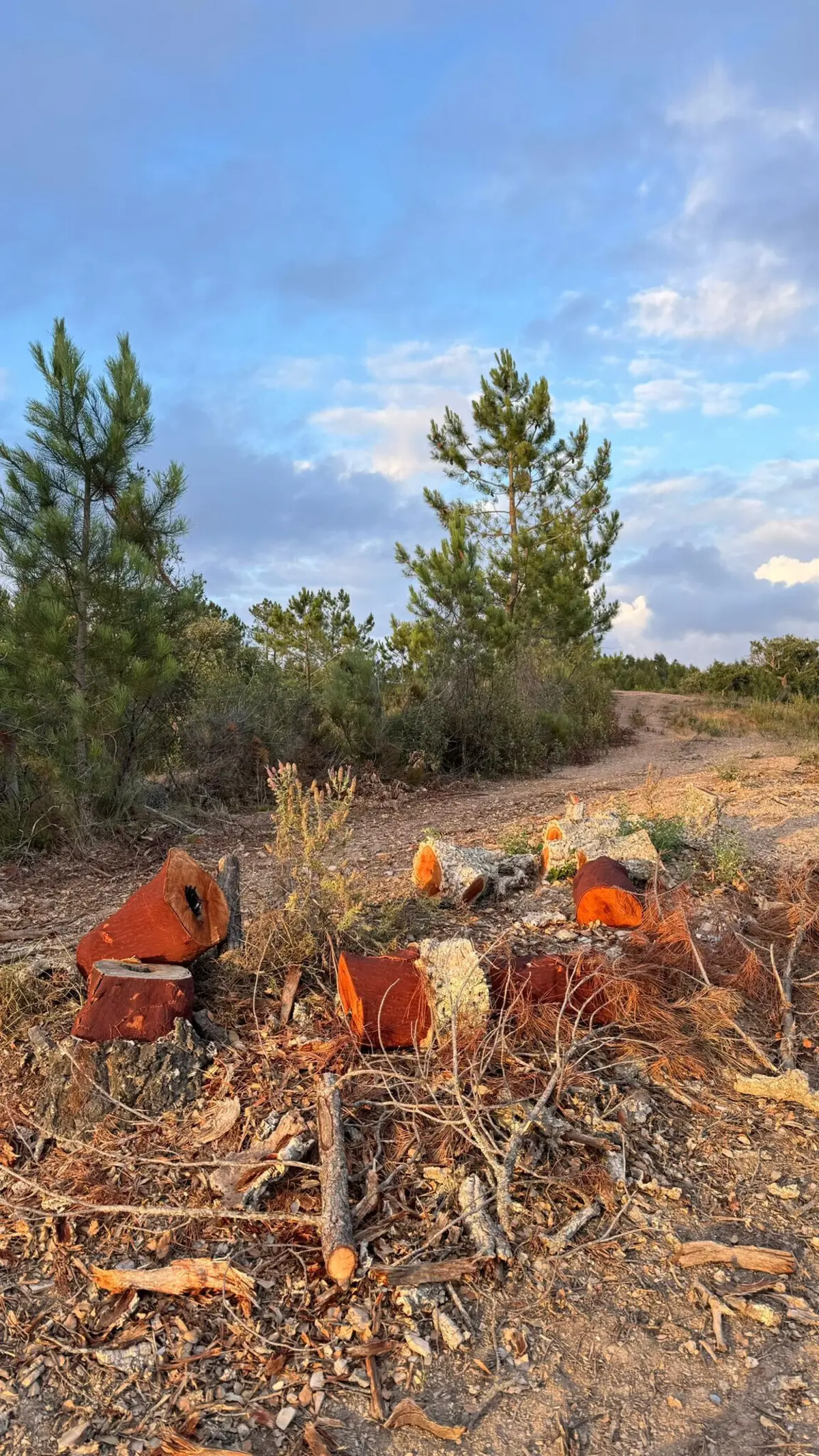 Ativistas denunciam abate de centenas de sobreiros