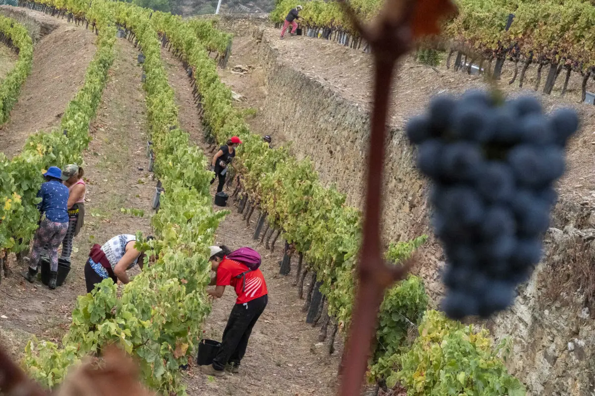 Será conhecida na sexta-feira o benefício para a vindima deste ano na Região Demarcada do Douro