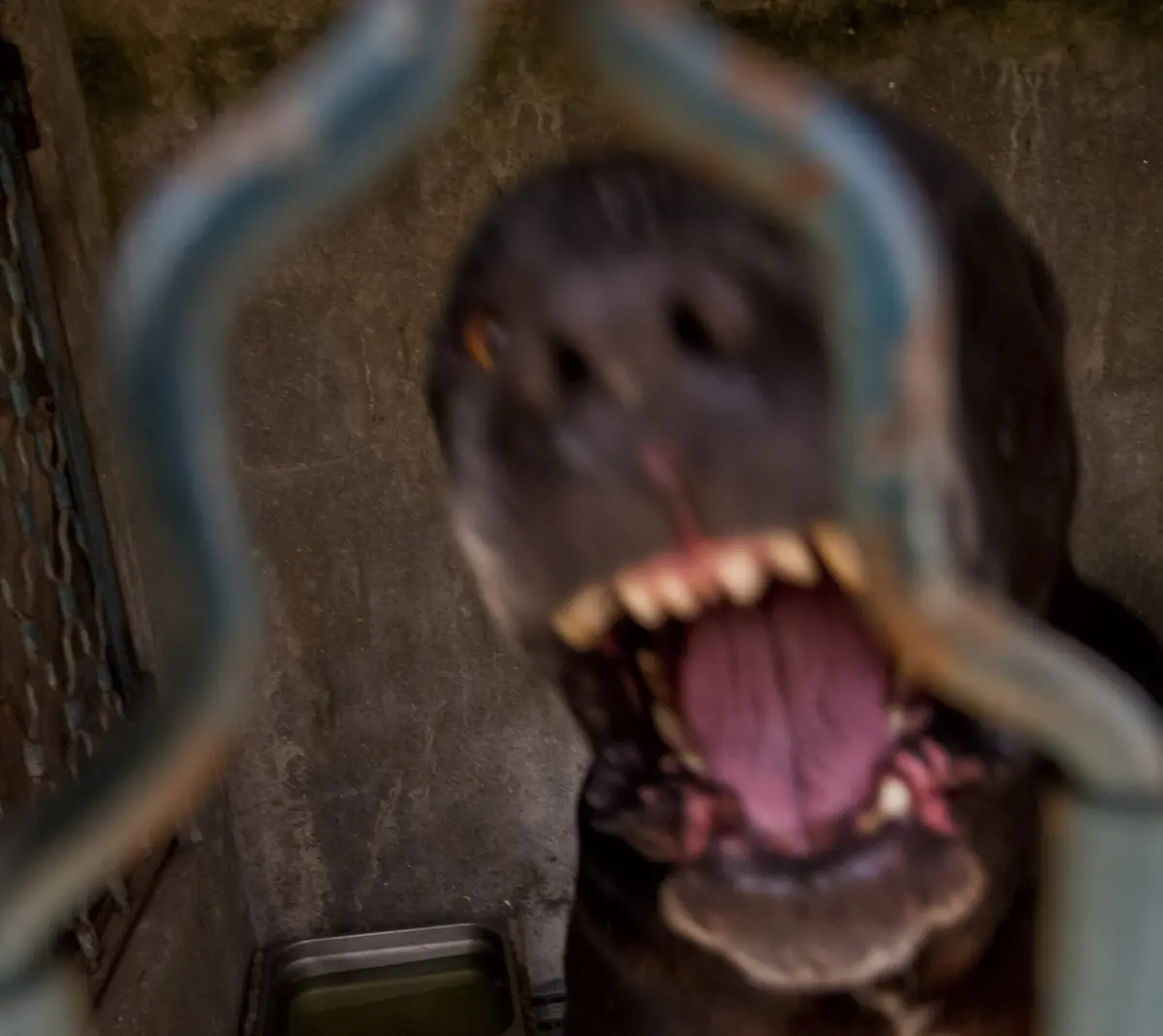 Ferimentos no corpo da mulher apontam para ataque