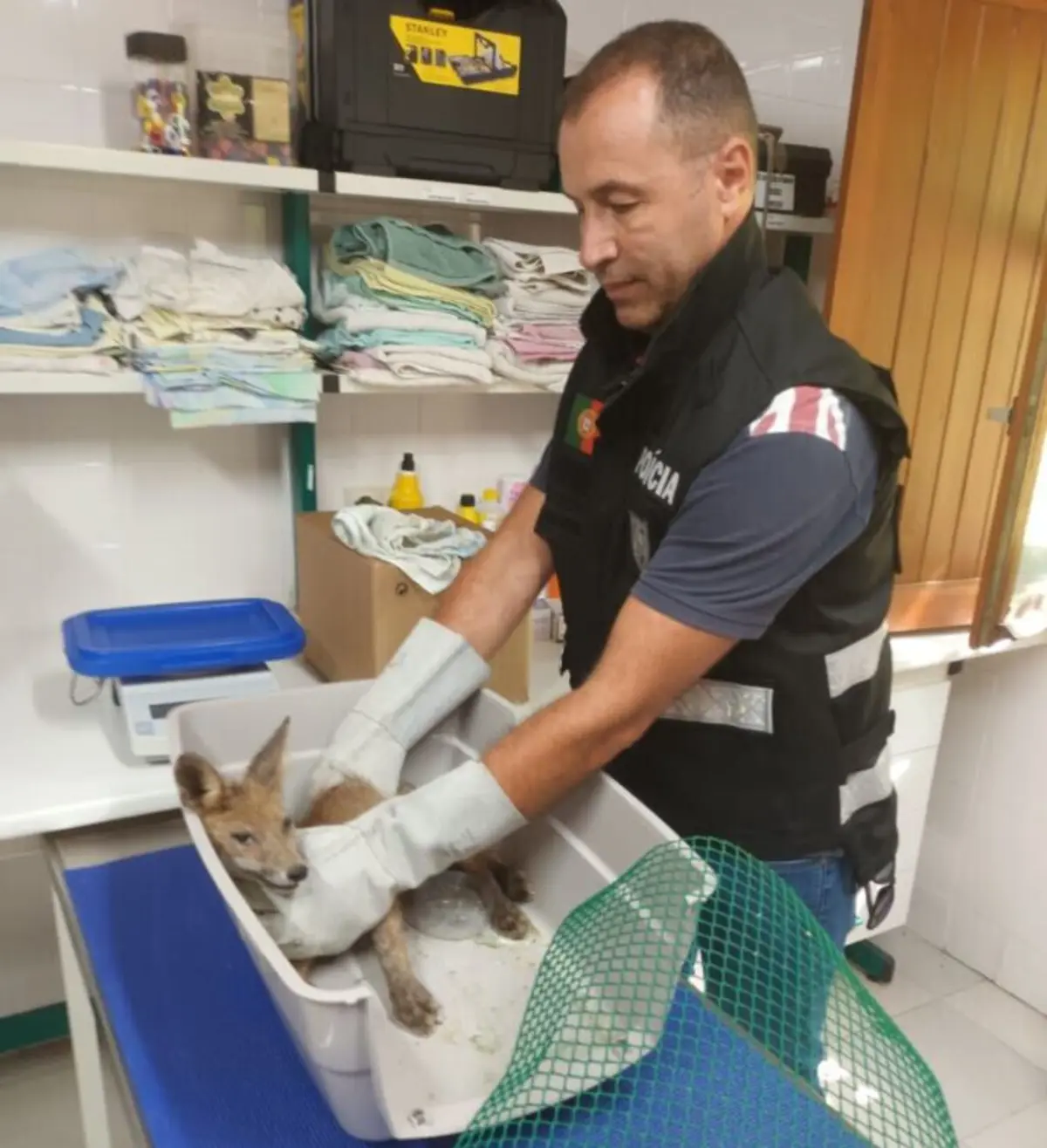Raposa foi entregue no Centro de Ecologia, Recuperação e Vigilância de Animais Selvagens