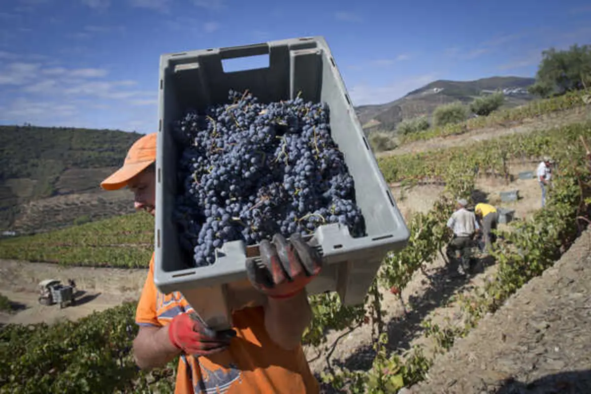 Viticultores do Douro em risco de não conseguirem vender toda a produção que têm este ano