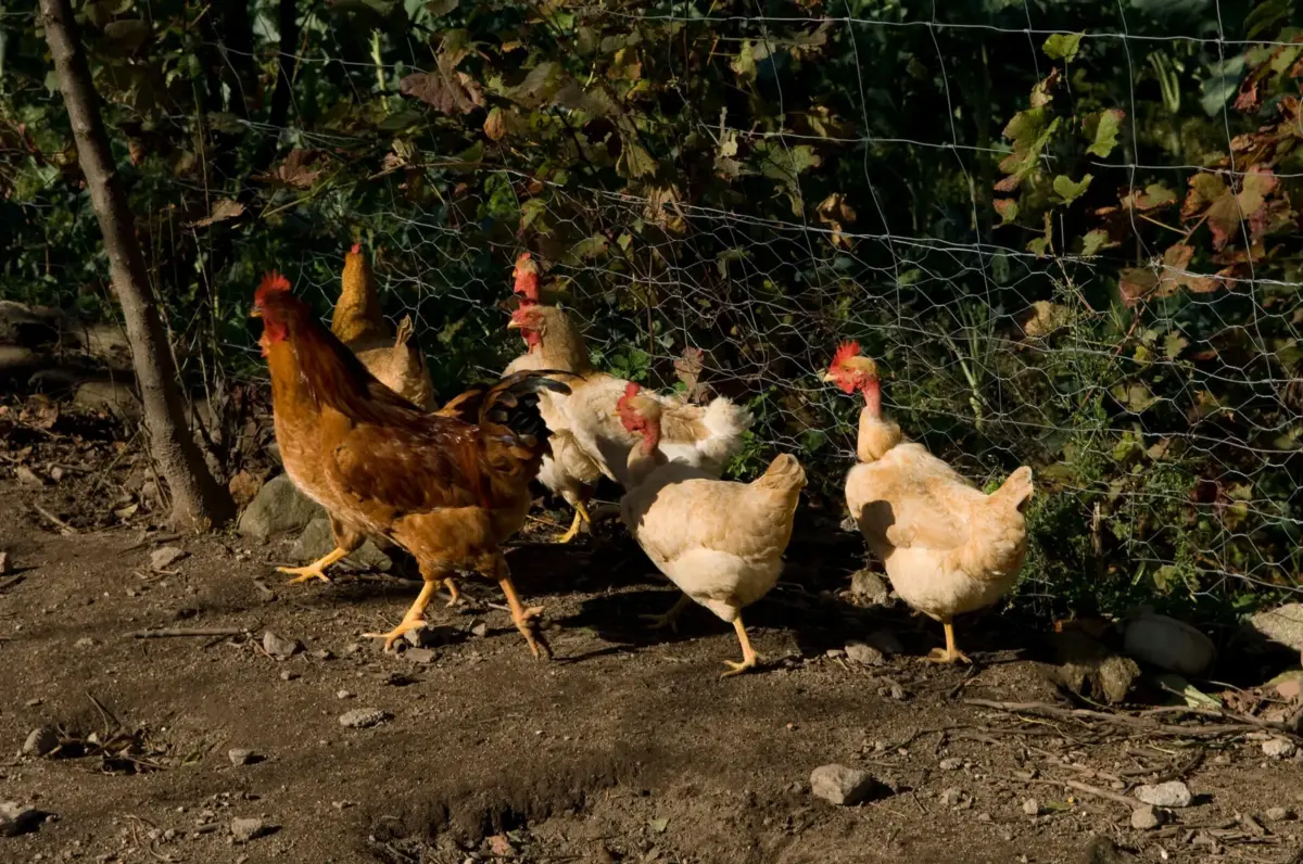 A DGAV alertou para o "alto risco de disseminação" da gripe aviária