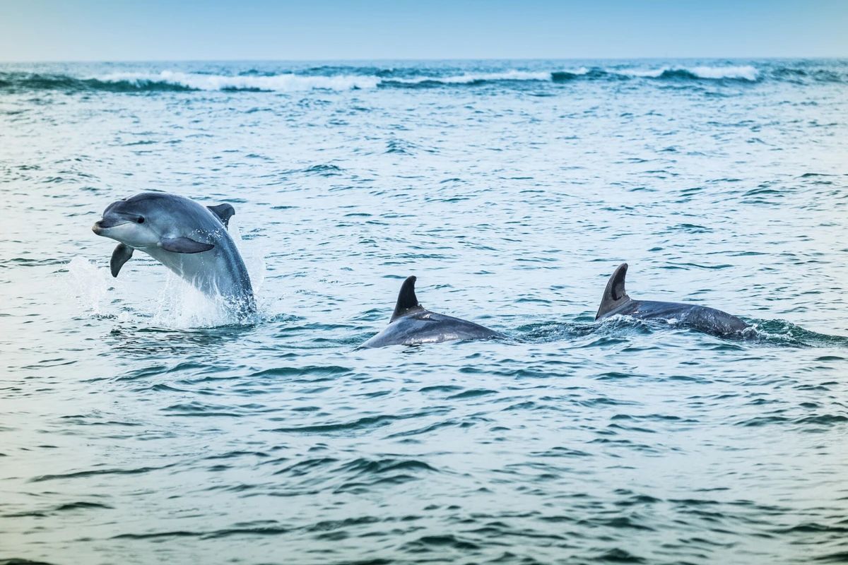 Golfinhos no rio Sado