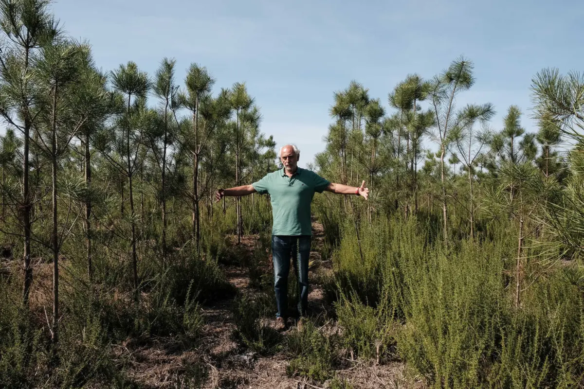 Octávio Ferreira, silvicultor que trabalhou 35 anos no Pinhal de Leiria, critica falta de espaço das faixas de gestão de combustível que impedem o acesso dos bombeiros