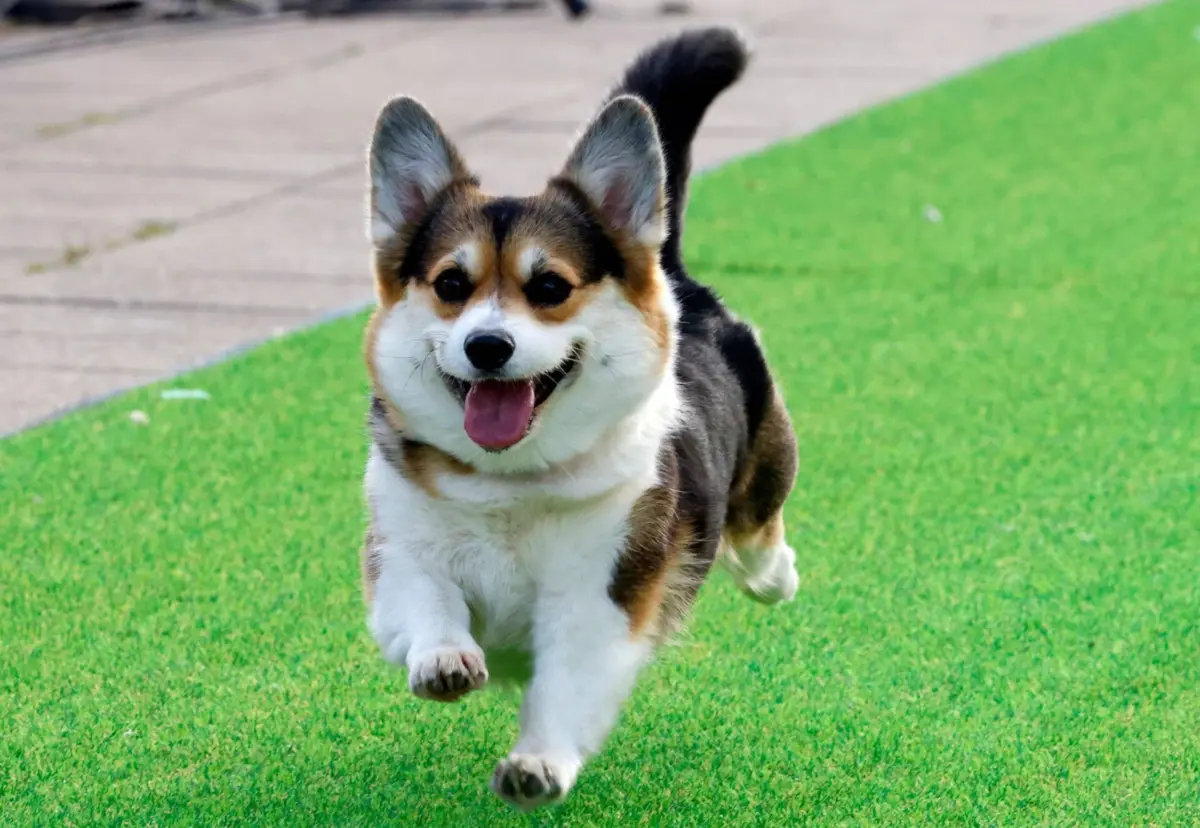 Estudo abrangeu 56 cães machos e 49 fêmeas