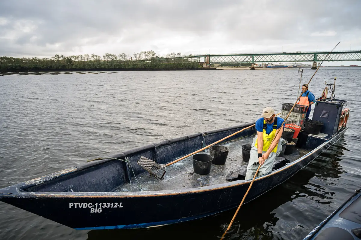 A cooperativa VianaPescas alertou que "vão ter de ser repensadas as contrapartidas" aos pescadores devido à implantação de eólicas offshore ao largo de Viana do Castelo