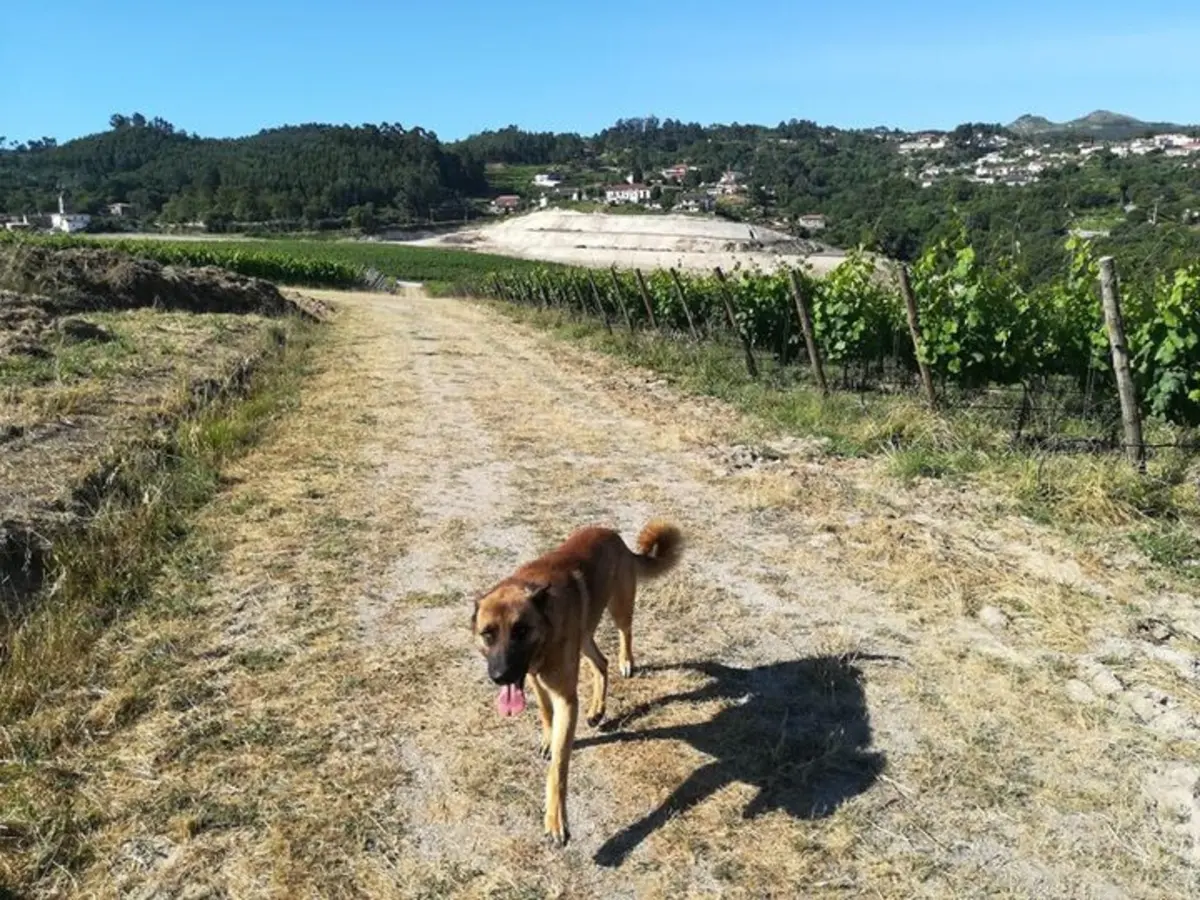 Imagem de contexto do artigo Adoção animal inferior ao abandono dos animais de companhia no Marco de Canaveses