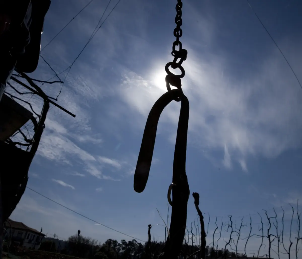 Cão não estava preso à corrente e fugiu