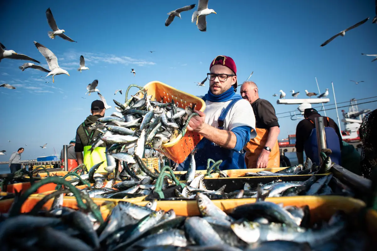 Imagem de contexto do artigo Sardinha: pescadores preocupados com a qualidade e à espera das conservas