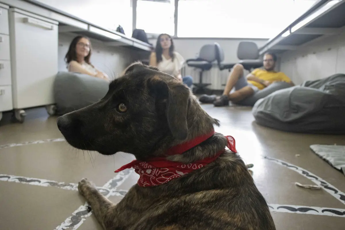 Catarina Seemann/Global imagens