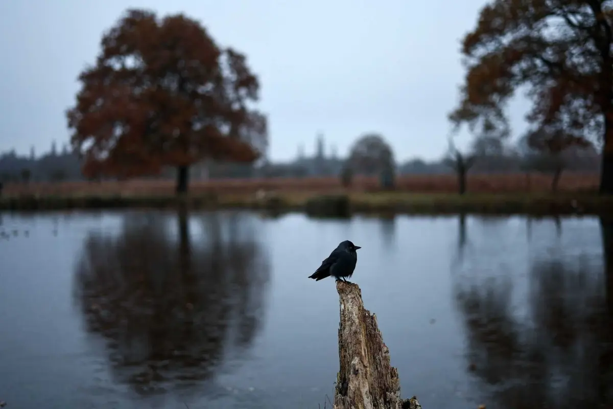 Aves inspiram o desenvolvimento de robôs para explorar zonas de difícil acesso